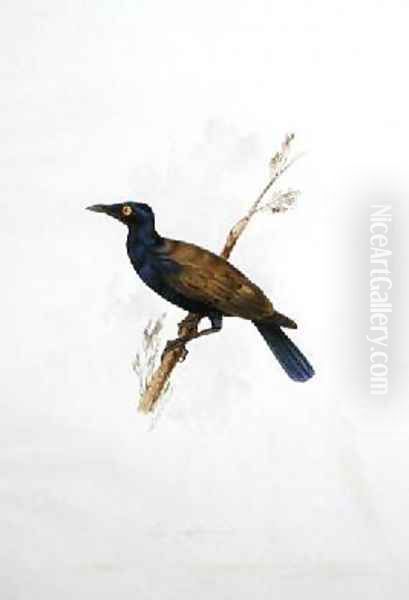 Lamprotornis - view 1