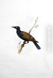 Lamprotornis by Edward Lear