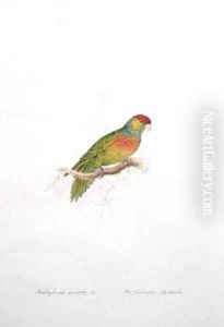 Trichoglossus versicolor by Edward Lear