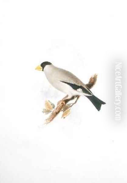 Coccothraustes - view 1