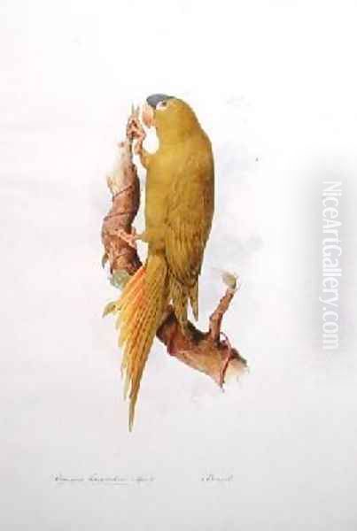 Conurus haemorrhous Spix - view 1