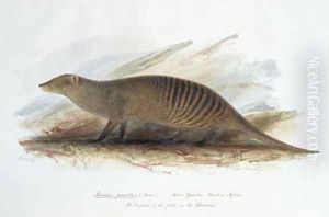 Mungos fasciatus by Edward Lear