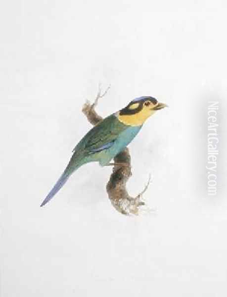 Psarisomus dalhousie - view 1