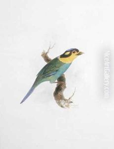 Psarisomus dalhousie by Edward Lear