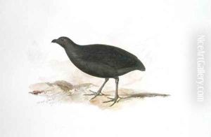 Cryptonyx niger vigors by Edward Lear