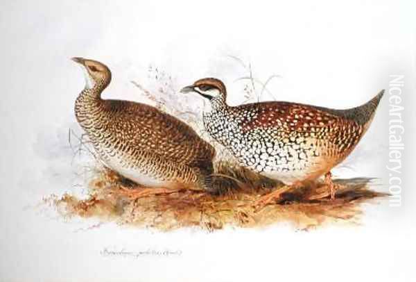 Francolinus perlatus - view 1