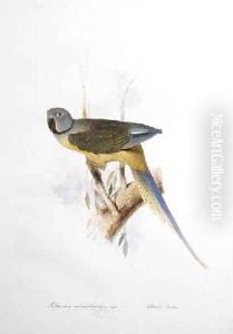 Paloeornis melanorhynchus Syties