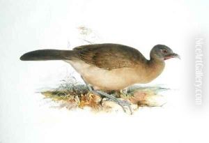 Pamagra guan by Edward Lear