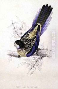 Platycercus Brownii or Browns Parrakeet
