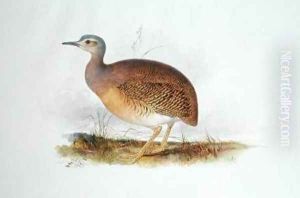 Tinamus by Edward Lear