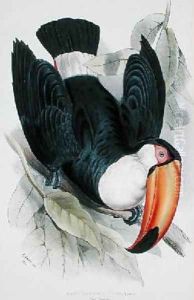 Toco Toucan