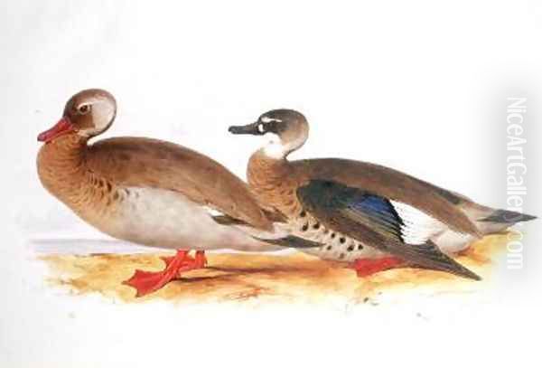 Two Ducks - view 1