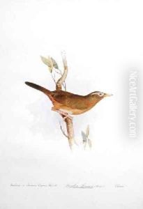 Wahmee or Indian Crying Thrush