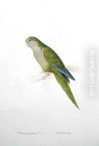 Conurus monachus
