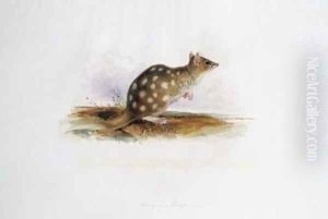 Dasyurus maugei mas