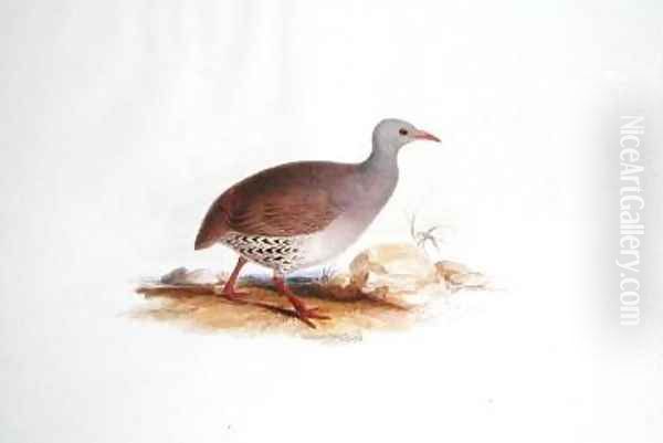 Grey Grouse - view 1