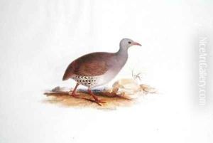 Grey Grouse