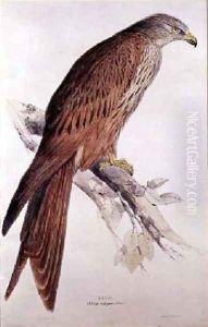 Kite