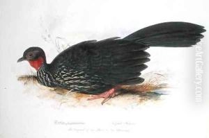 Penelope purpurascens