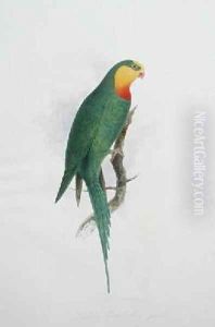 Polytelis Barrabandi