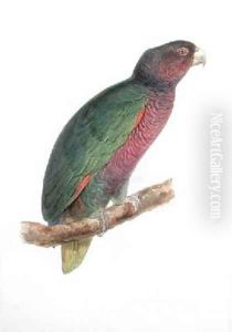 Psittacus augustus