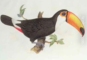 Ramphastos toco