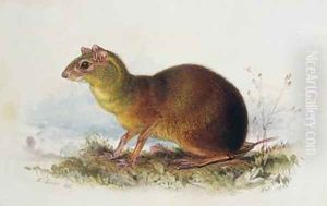 Aronilby Brown Rat-Type by Edward Lear