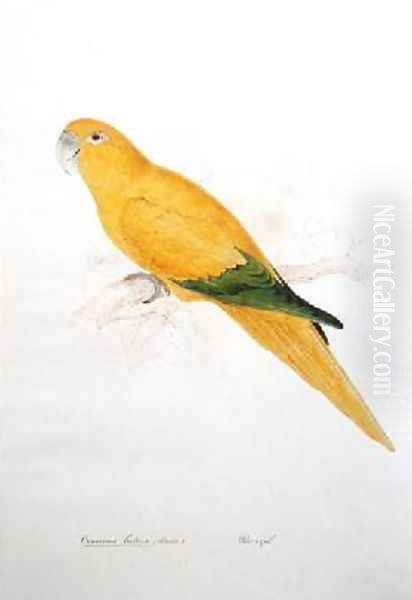 Cornurus luteus - view 1