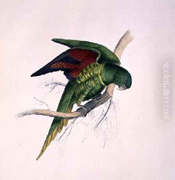 Matons Parakeet - view 1