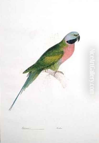 Paloeornis India - view 1