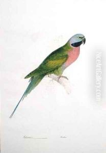 Paloeornis India