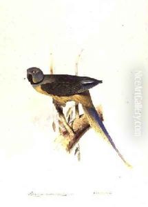 Parakeet Palaeornis Melanorhymhus