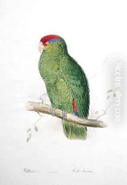 Psittacus 3 - view 1