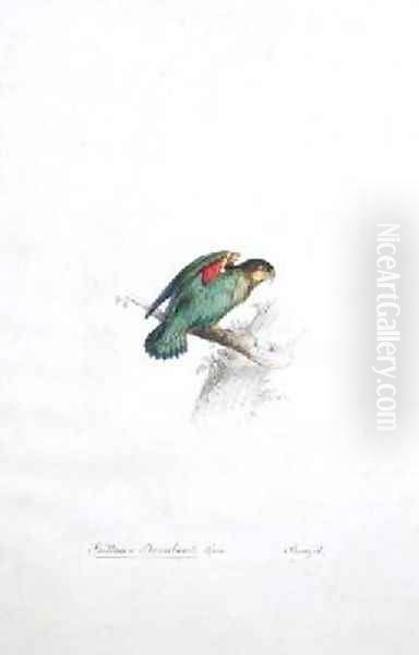 Psittacus barrabandi - view 1