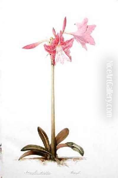 Amaryllis stuafolia - view 1