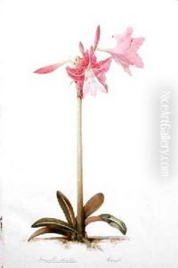Amaryllis stuafolia