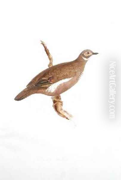 Columba smithii - view 1
