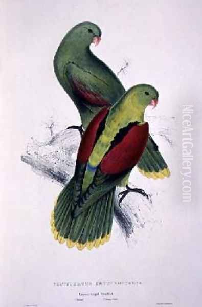 Crimson-Winged Parakeet - view 1