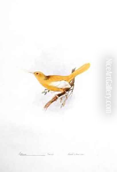 Icterus variety - view 1