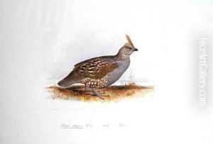 Ortyx elegans