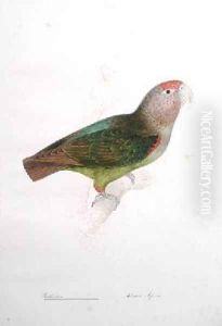 Psittacus