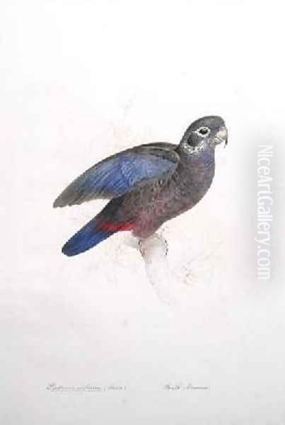 Psittacus violaceus - view 1
