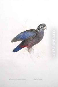 Psittacus violaceus