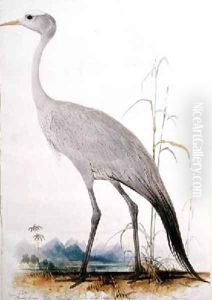 Stanley Crane Scops paradisea