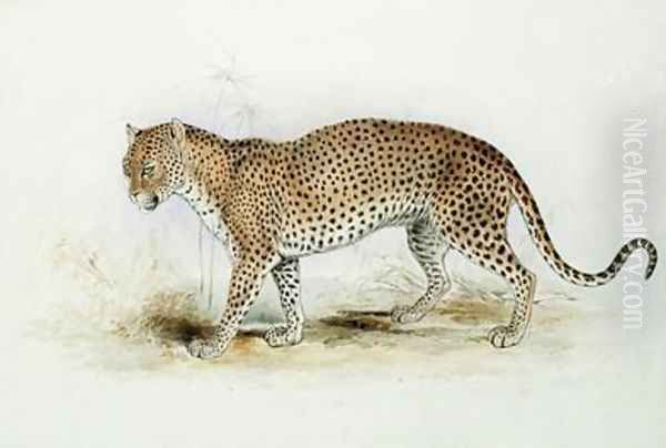 The Leopard - view 1