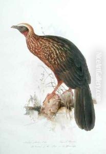 Penelope pileata