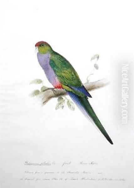 Platycercus pileatus 2 - view 1