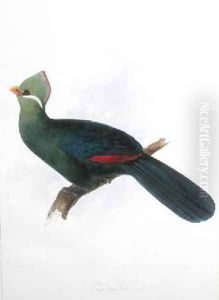 Corythaix persa