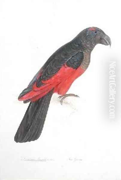Dasyptilus pecqueli - view 1