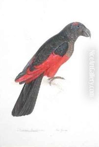 Dasyptilus pecqueli